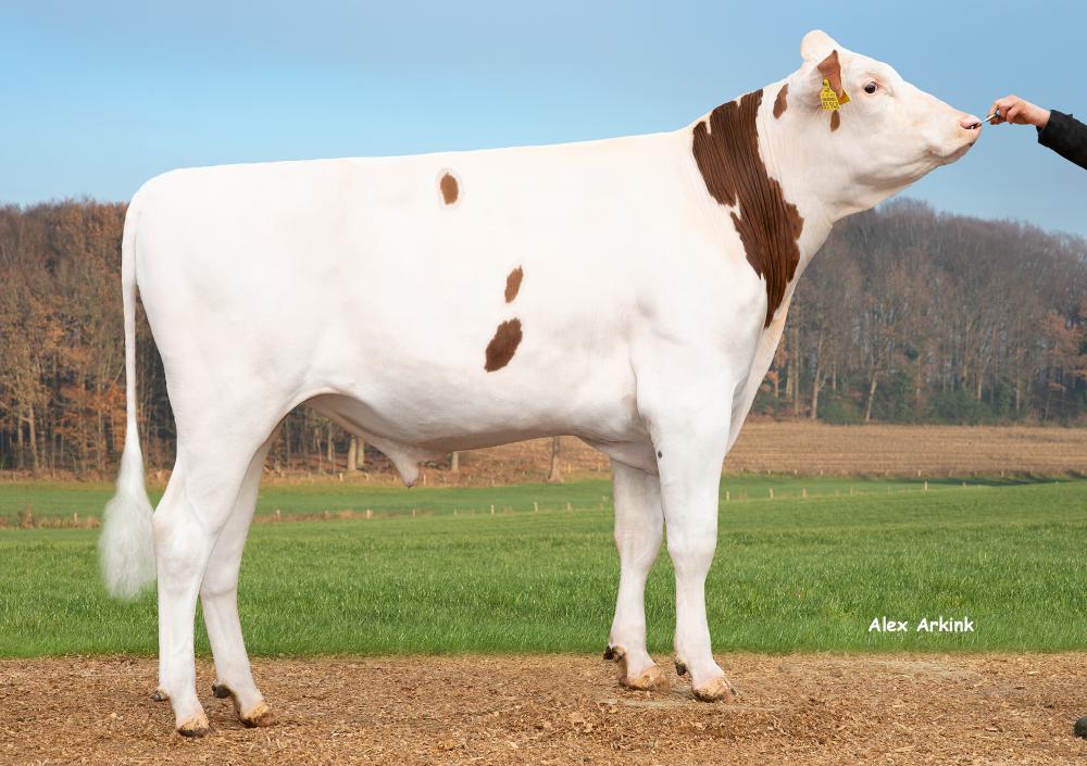 KNS Galant Red