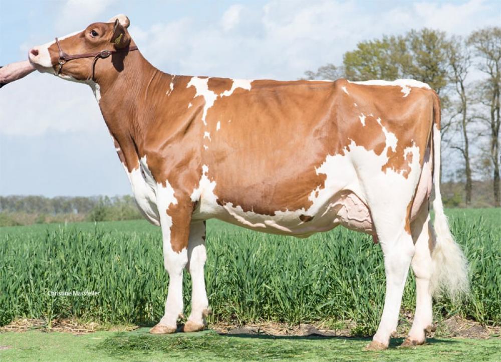 4GM: Wilder Kia P Red VG-88