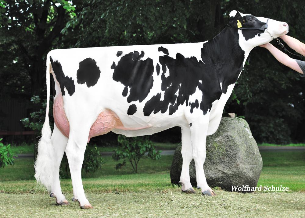 3GM: MOK Belly VG-87