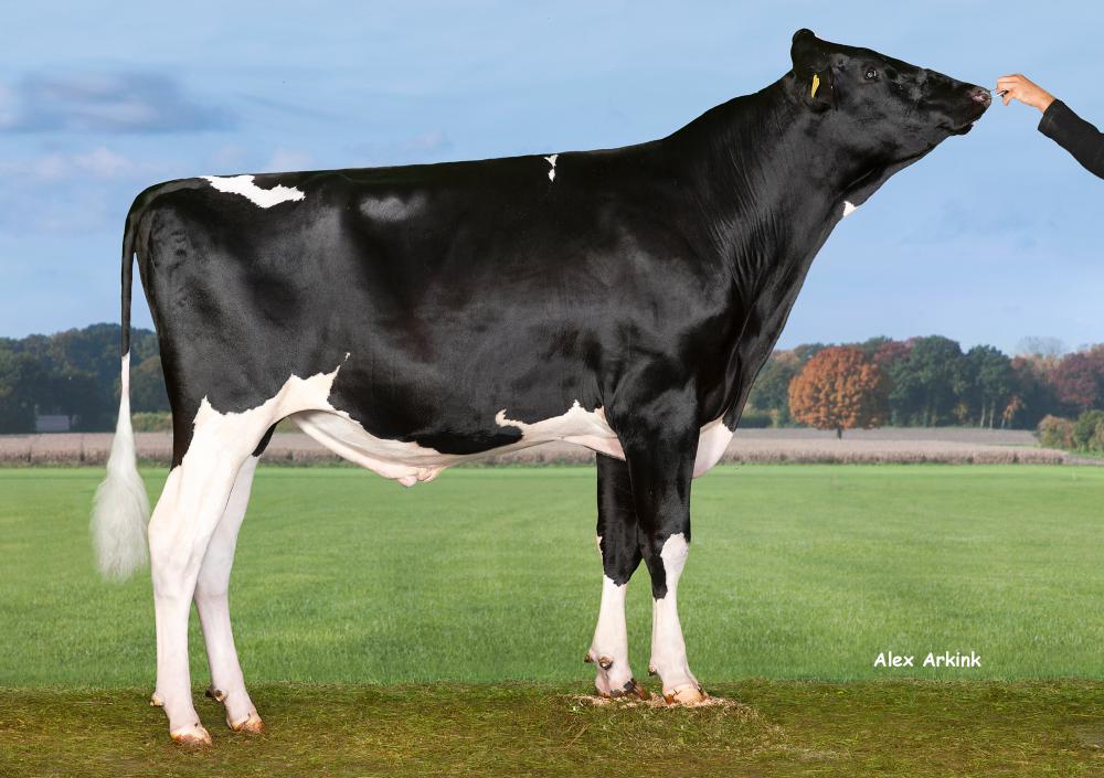 SH Scotch PP RF