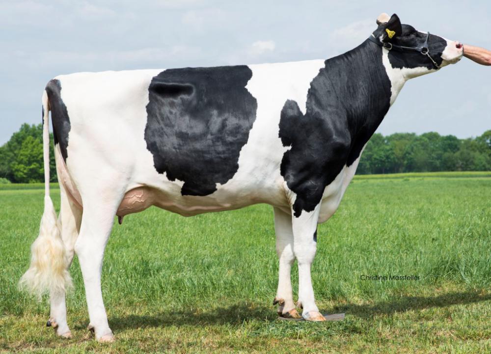 GM: Wilder Hilly EX 90