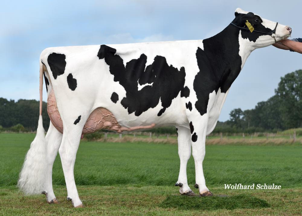 GM: BWH President Chrissy EX 90