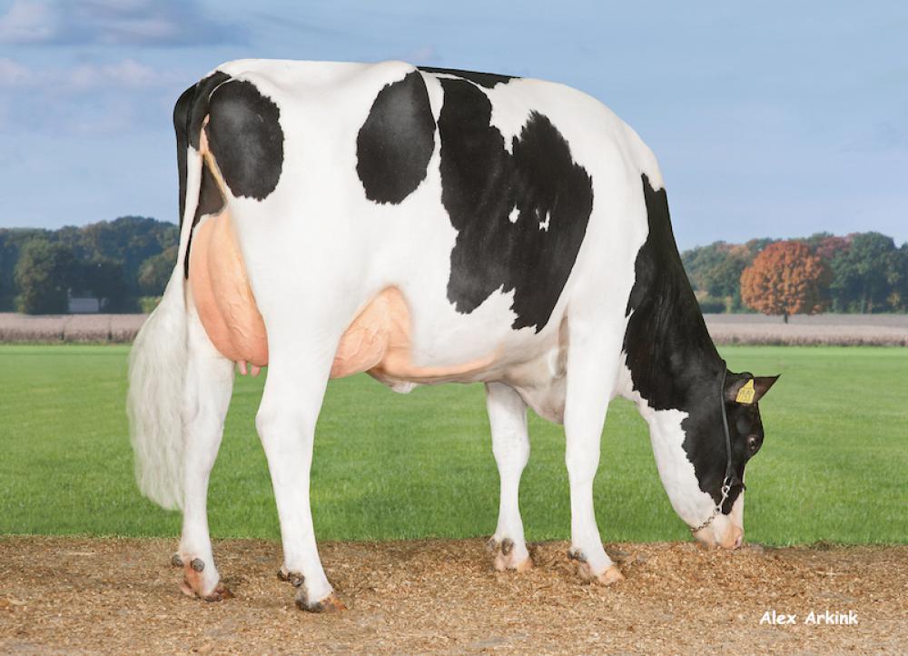 Mutter: DG Caley VG-87