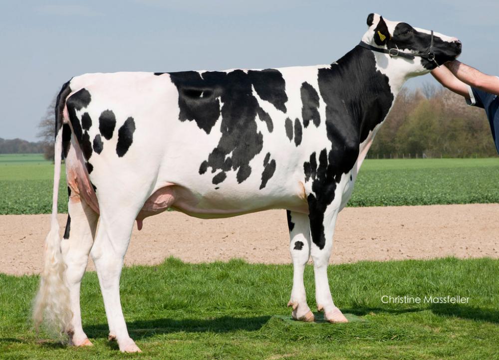 4GM: CEH Melli VG-88