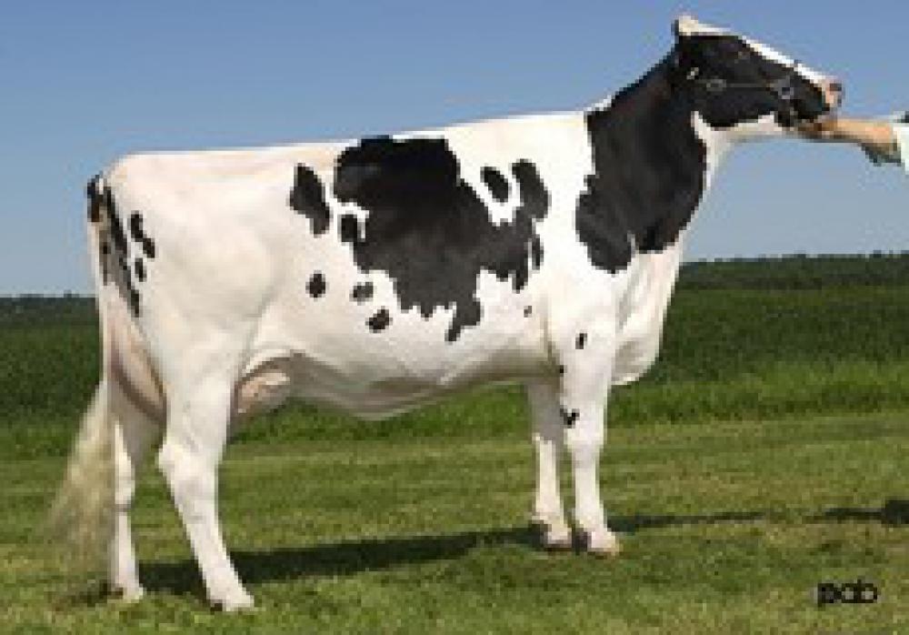 Stammkuh: Glen Drummond Splendor VG-86