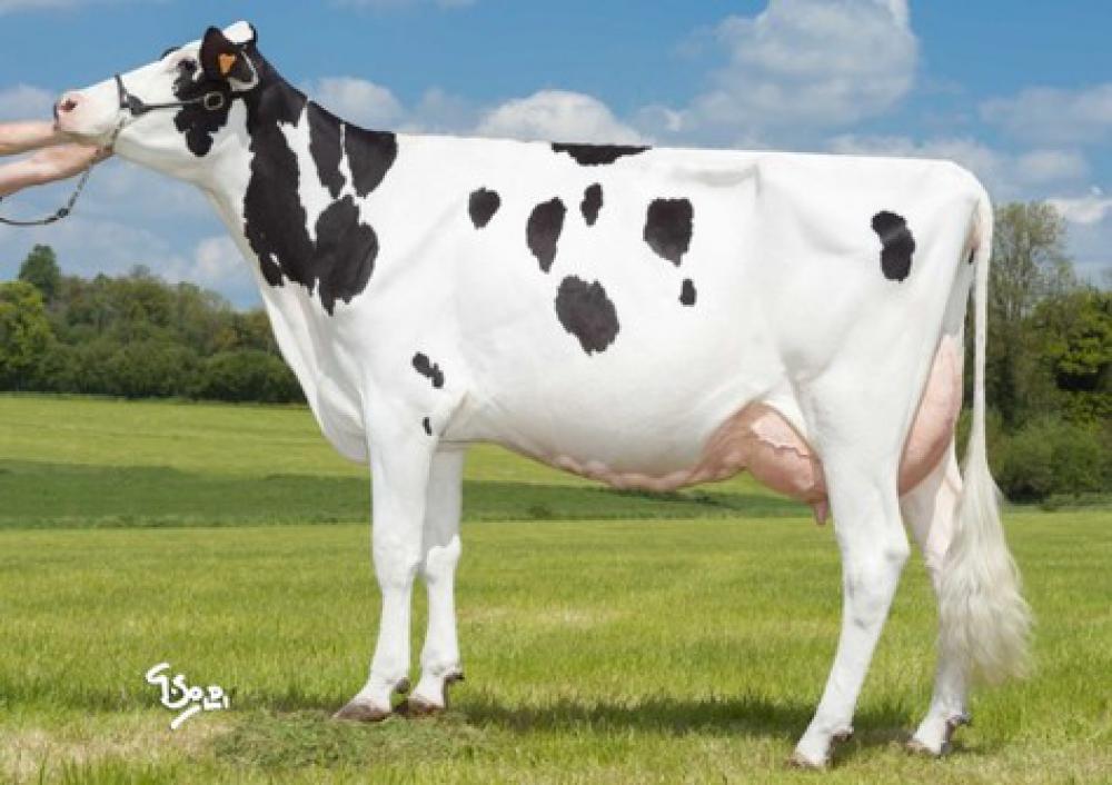 3GM: Fily-Sher RDC VG-86