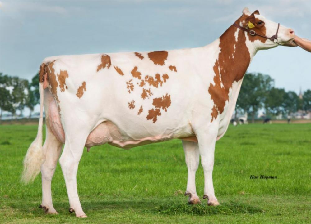 3GM: Future Dream Advent DEBU-RED VG 87