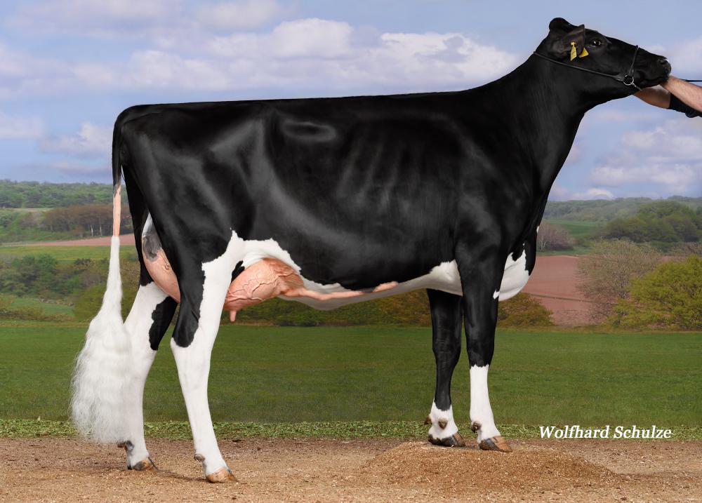 Mutter: KNS Miss Shot PP VG-85