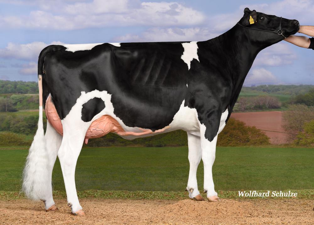 Mutter: Sensation PP VG-85