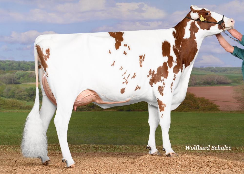 Mutter: KNS Daddy Cool GP-84