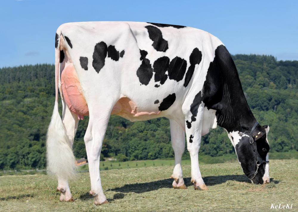 GM: Monterey Faithfun EX 90/EX 91 Euter