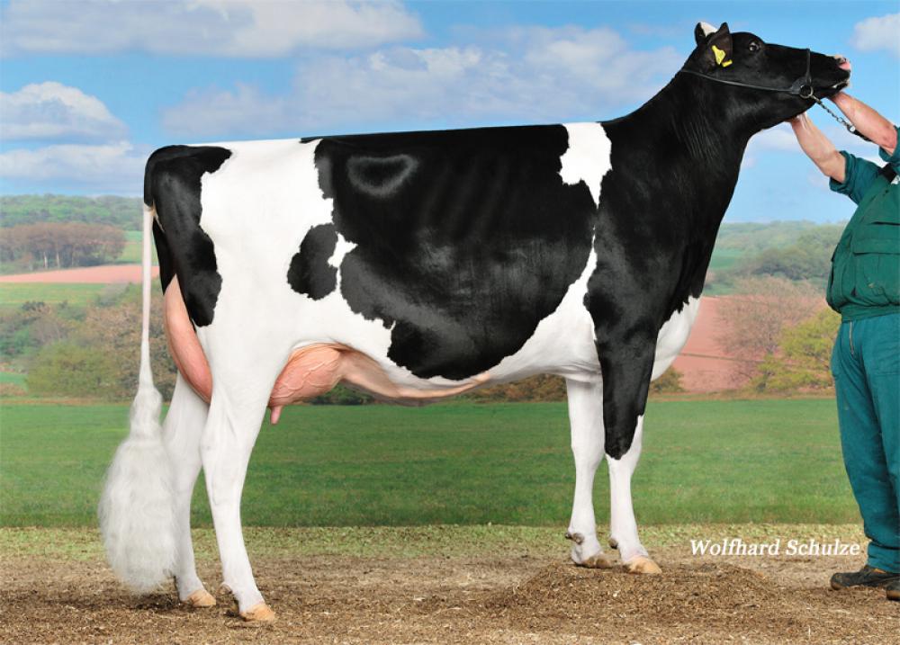 Stammkuh: Beacon Sambuca VG-86