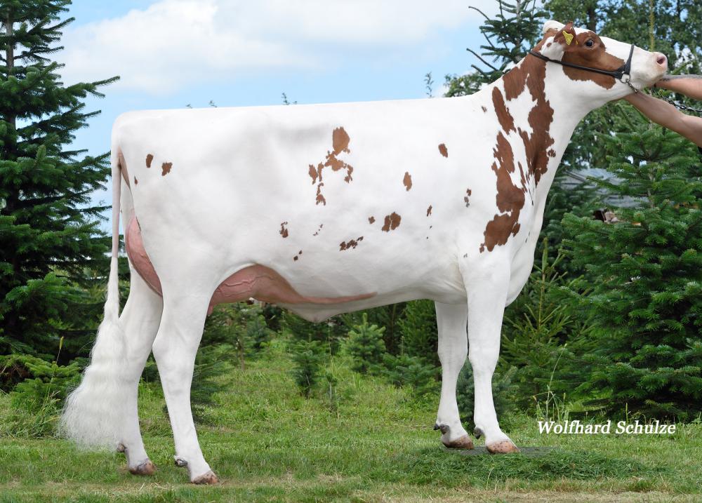 Mutter: BHA Gwyneth VG 85