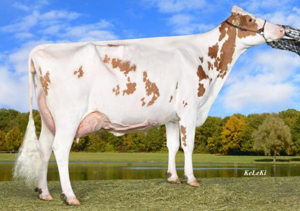 4GM Wilder K35 Red EX-90