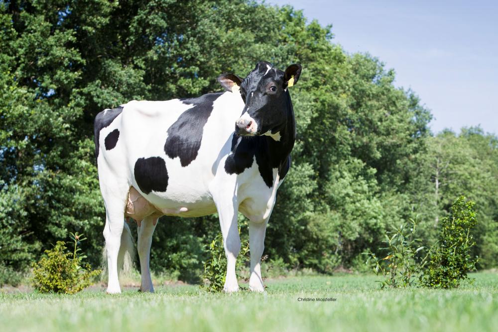 GM No Limit Dozer VG-85
