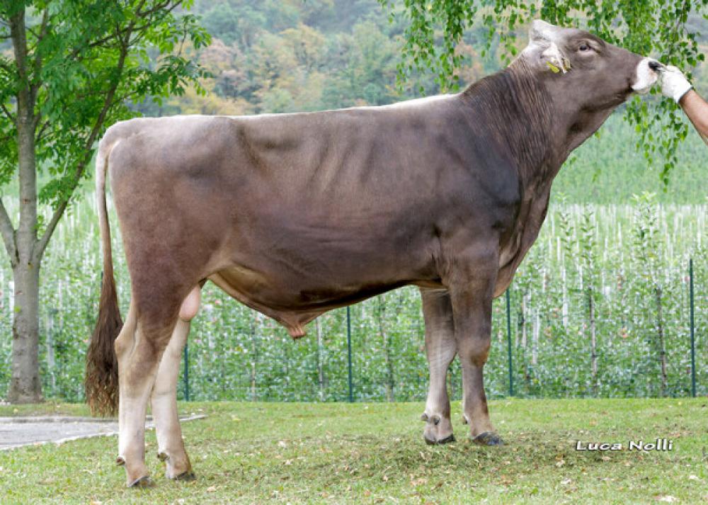Schchli's assil Visconti