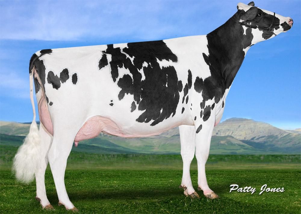 V-GGM Gold N Oaks MVP Aria VG-88