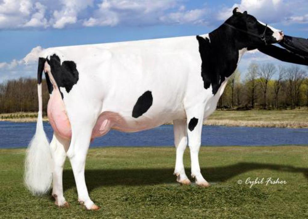 4GM: Seagull Bay Miss America EX-91