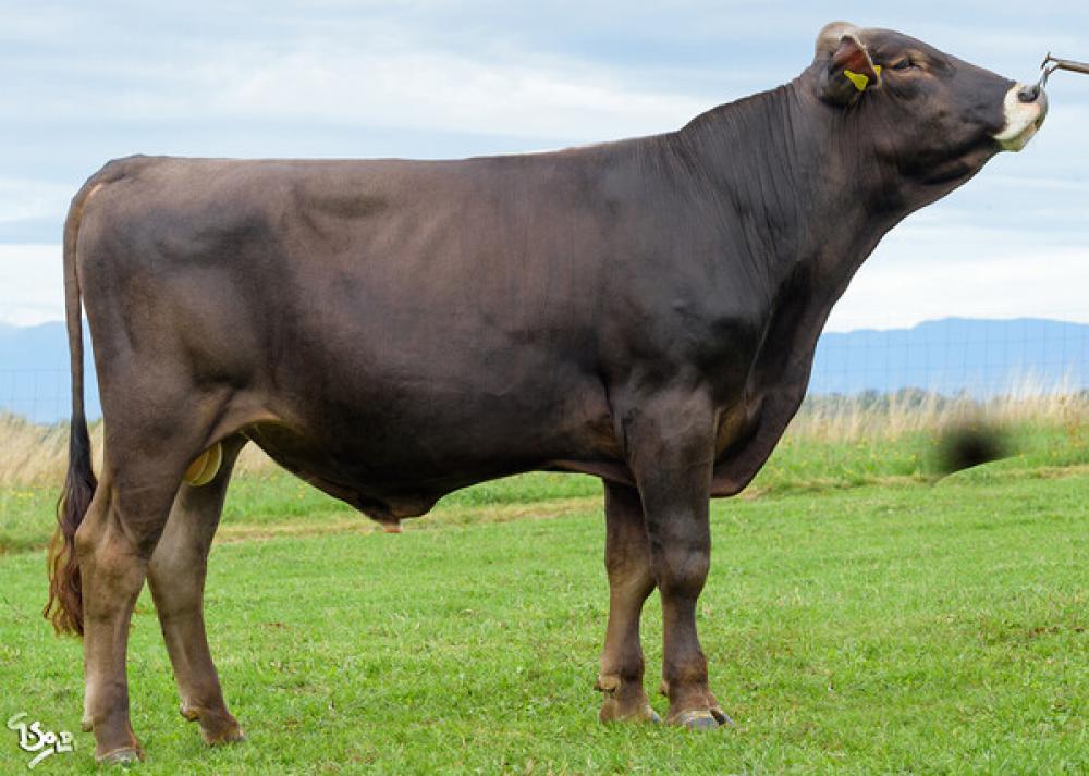 Jj Agro PP