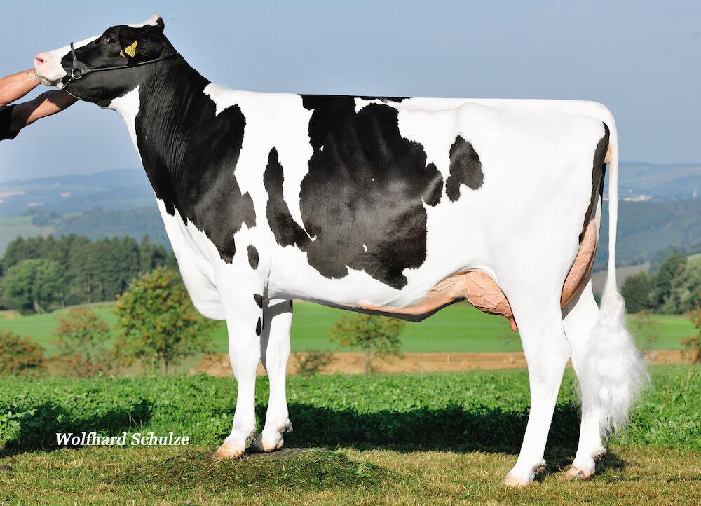 GGM ZT Elaine VG-86