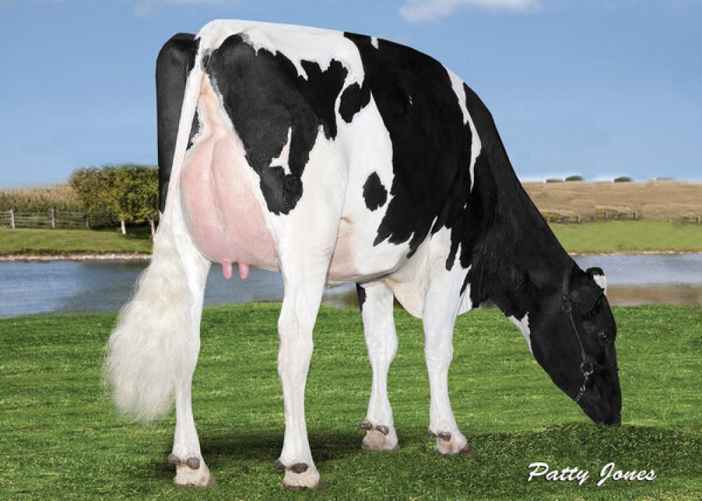 4M: Seagull-Bay Supersire Debra VG-88
