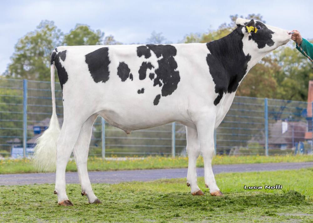 TGD-Holstein Gordon Dagi Man