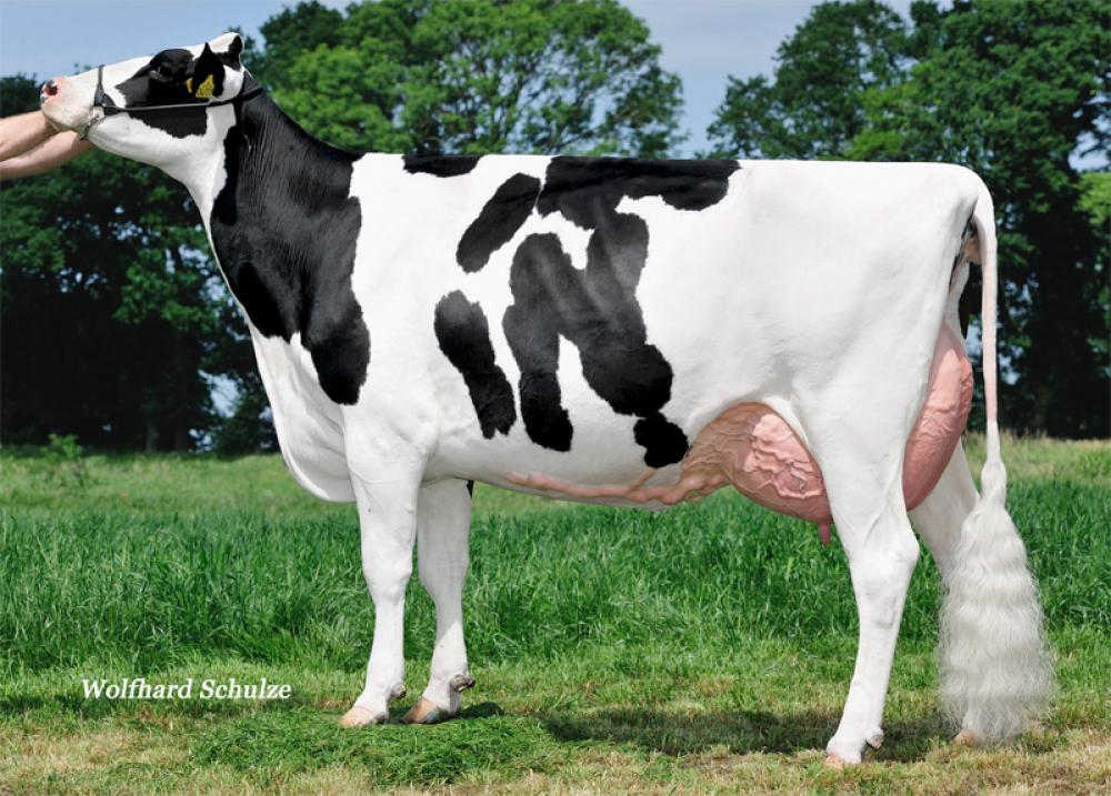 3GM: Bjornholm Balisto Candy EX-90
