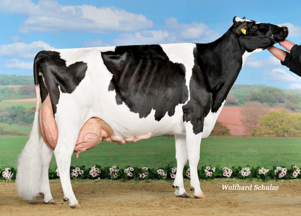 Stammkuh: Batke Outside Kora EX-94