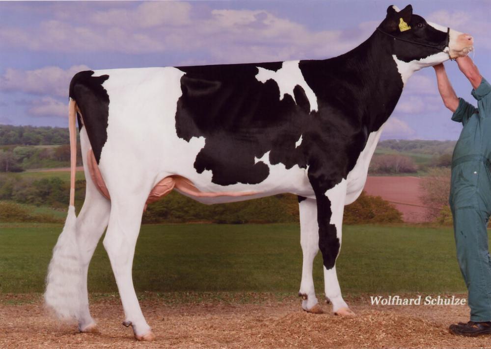 GM: OH Dacobra VG-85