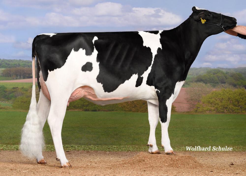 Mutter: WKM Sky Lady VG-85