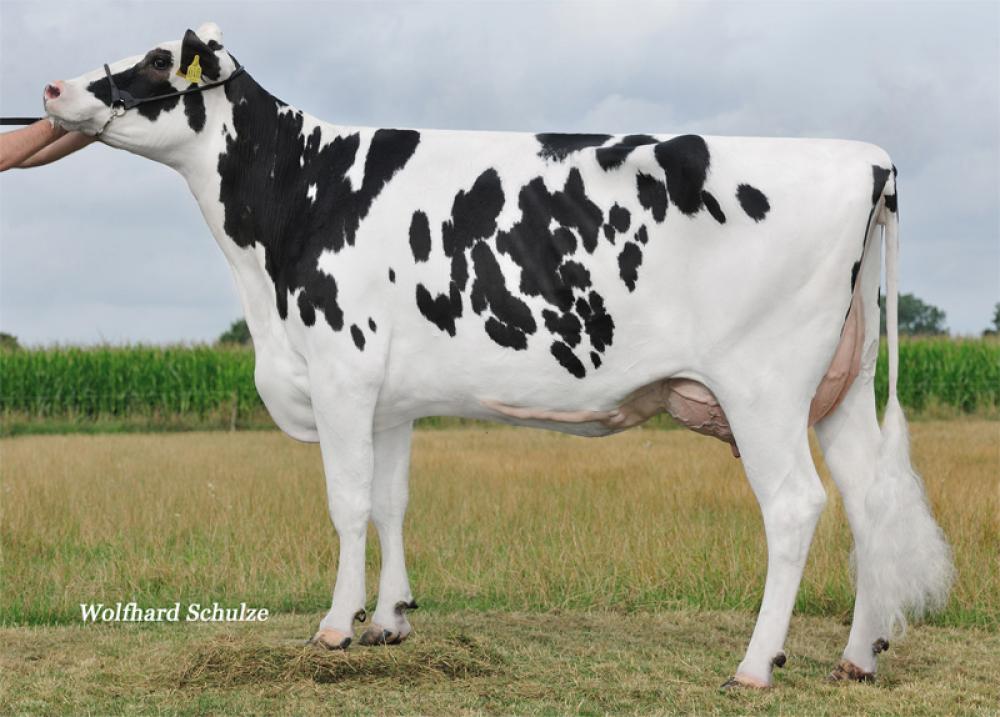 3GM KNO Escurial VG 85