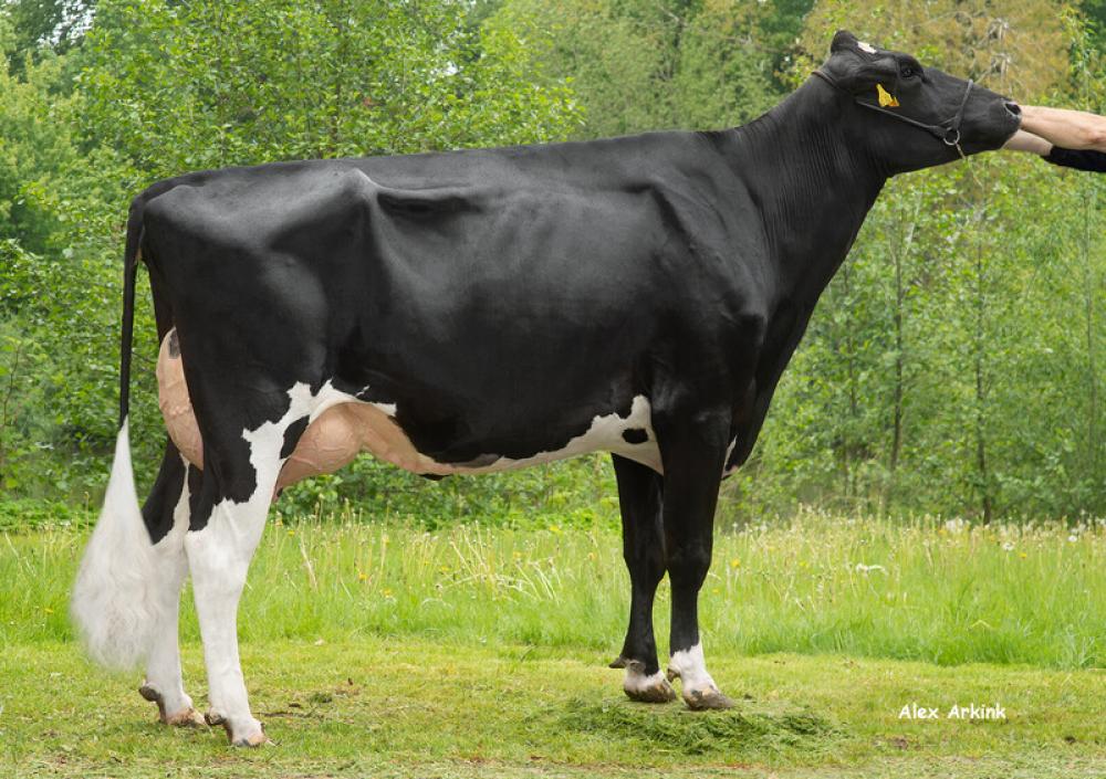 GM ELL Laila VG-86