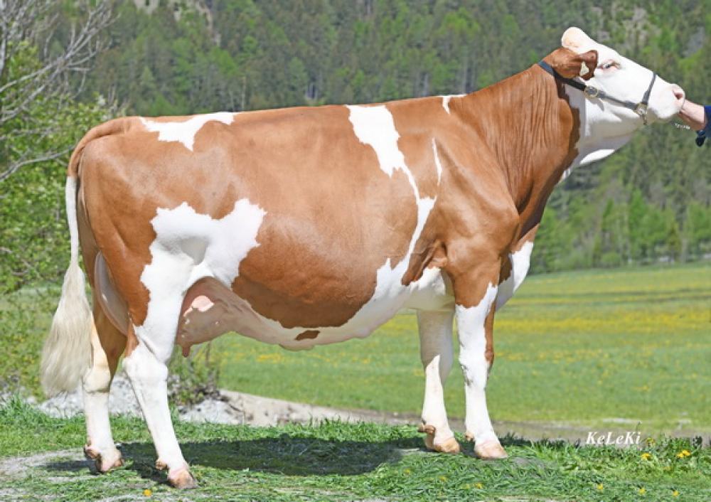 MVM: Reumut Birke
