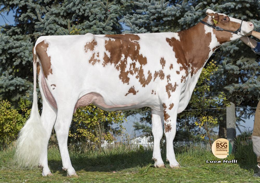 GM: ETG Sandy-Red VG-86