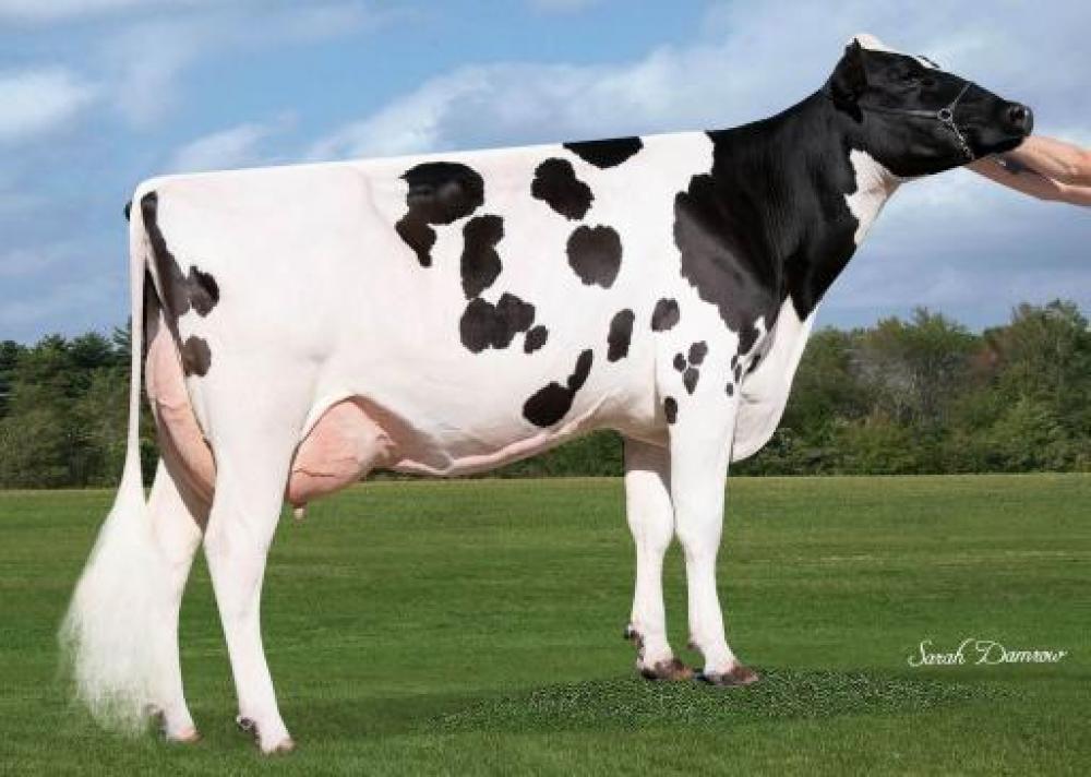 GGM: Wet Hotshot MAUD VG-85