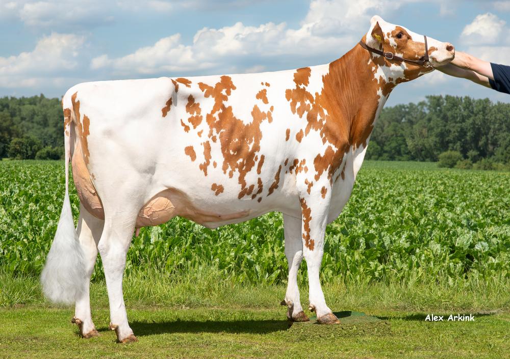 Mutter: SHV MissGrando VG-88