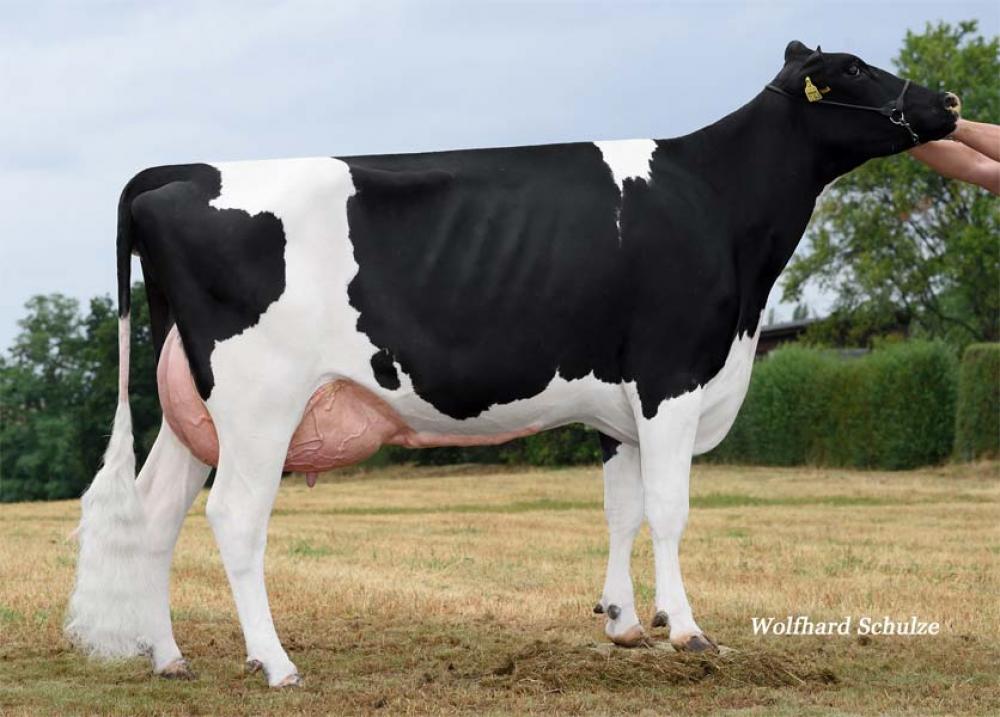 3M: KNS Fidelity P VG-88