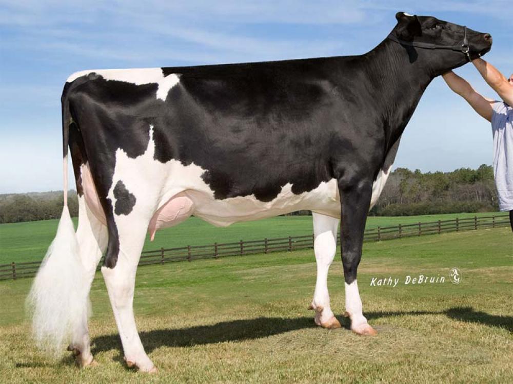 6GM: Golden Oaks Gwyn Perky P VG-85