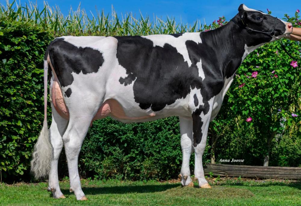 GM: SHV Lena P VG-85