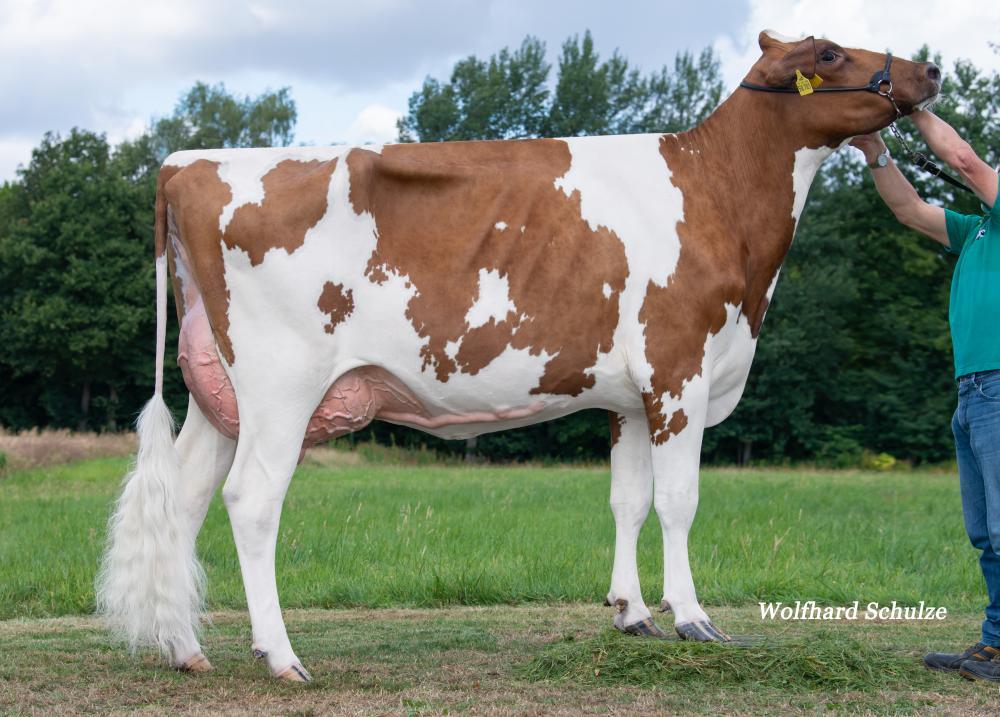 GM: Fiola PP Red VG-86