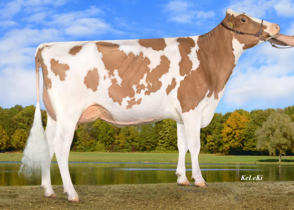 VM: Koepon RUW Serena P VG-88