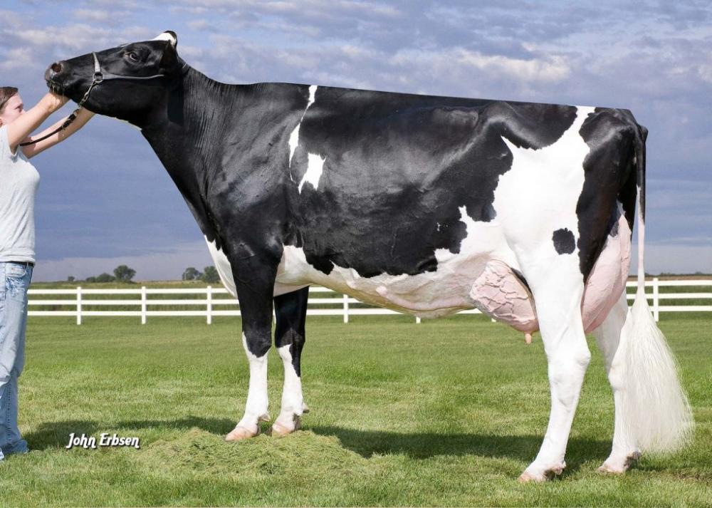 8GM: Early-Autumn Golden-Rae EX-93