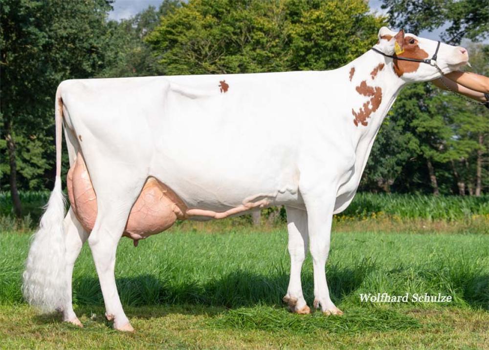 GGM: BAG Missy VG-86