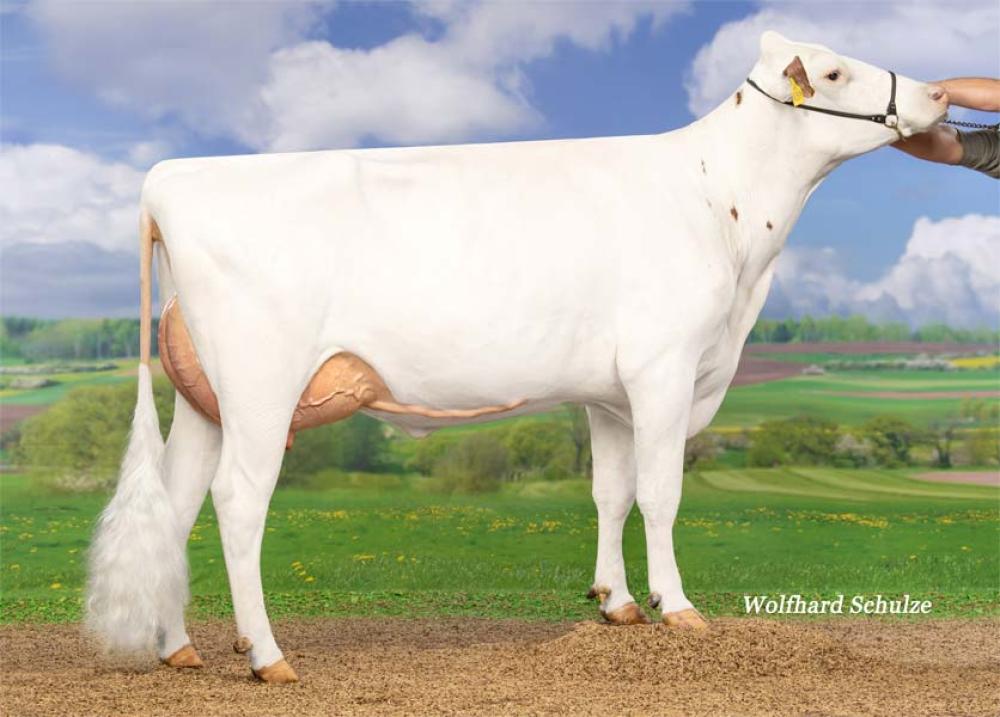 Mutter: EHL Schnee VG-85
