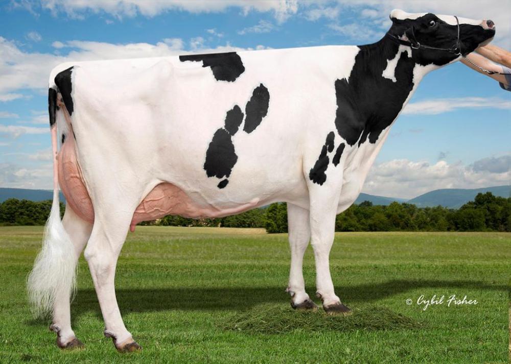 3GM AL-Lew Monterey Ashley 1346 EX-95