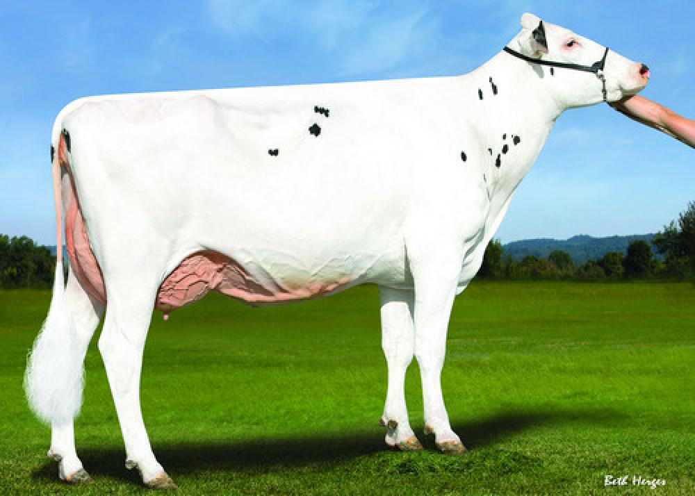 4GM Vanden-Berge Frazzled 826 EX-90