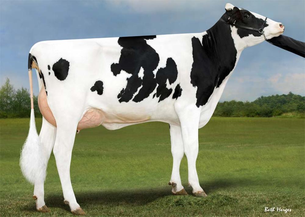 MVM Pine-Tree 7831 VG-86