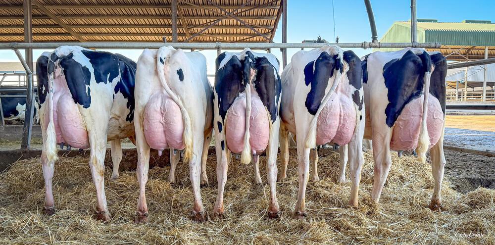 Hudson daughters @ Eensgezind Holsteins, South Africa